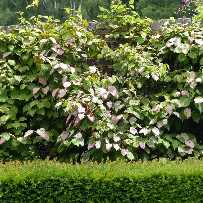 Actinidia kolomikta Eve - Buntblättrige Kiwi (Plant habit)