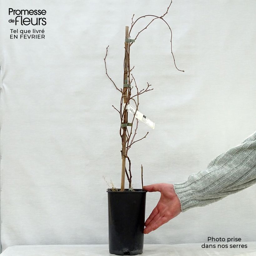 Exemplar von Actinidia kolomikta Eve - Buntblättrige Kiwi Topf mit 1,5L/2L wie im Winter geliefert