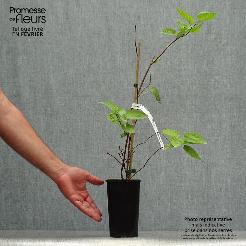 Example of Actinidia kolomikta Eve - Buntblättrige Kiwi Topf mit 1,5L/2L as you get in automne