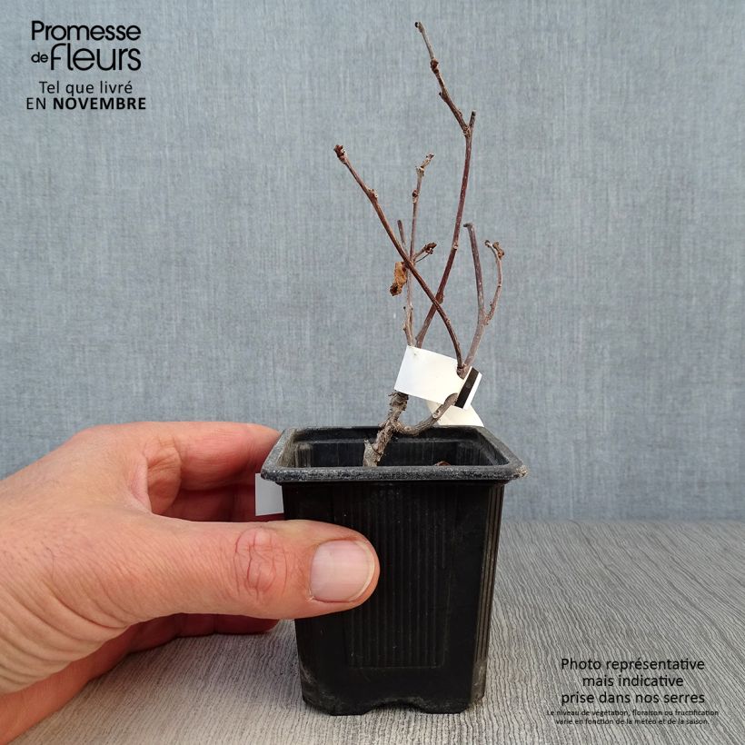 Example of Actinidia kolomikta - Buntblättrige Kiwi Kleine Töpfe von 8/9 cm as you get in automne
