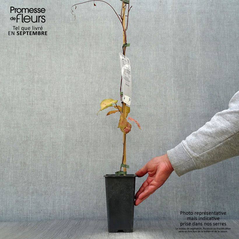 Example of Actinidia kolomikta - Buntblättrige Kiwi Topf mit 2L/3L as you get in automne
