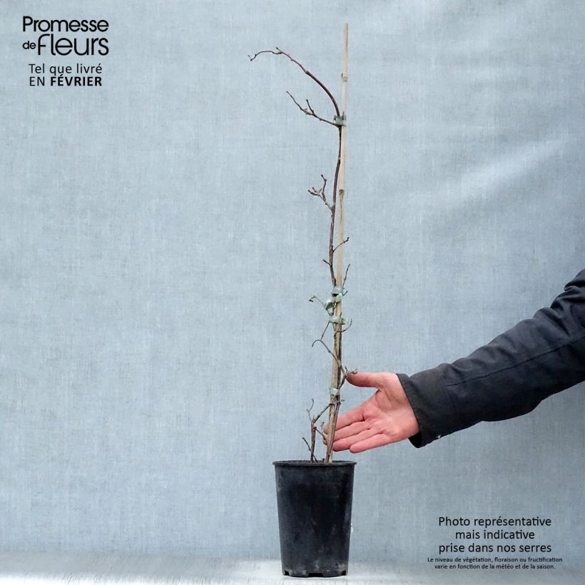 Exemplar von Actinidia pilosula - Spitzblättriger Strahlengriffel Topf mit 2L/3L wie im Winter geliefert