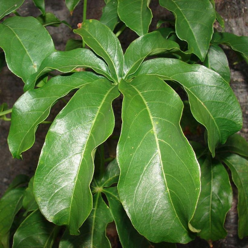 Adansonia digitata - Affenbrotbaum (Foliage)