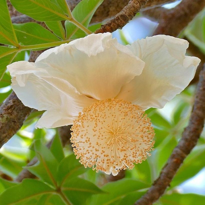 Adansonia digitata - Affenbrotbaum (Flowering)