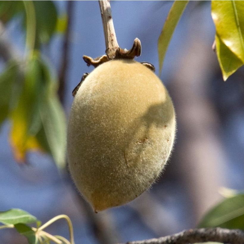 Adansonia digitata - Affenbrotbaum (Harvest)