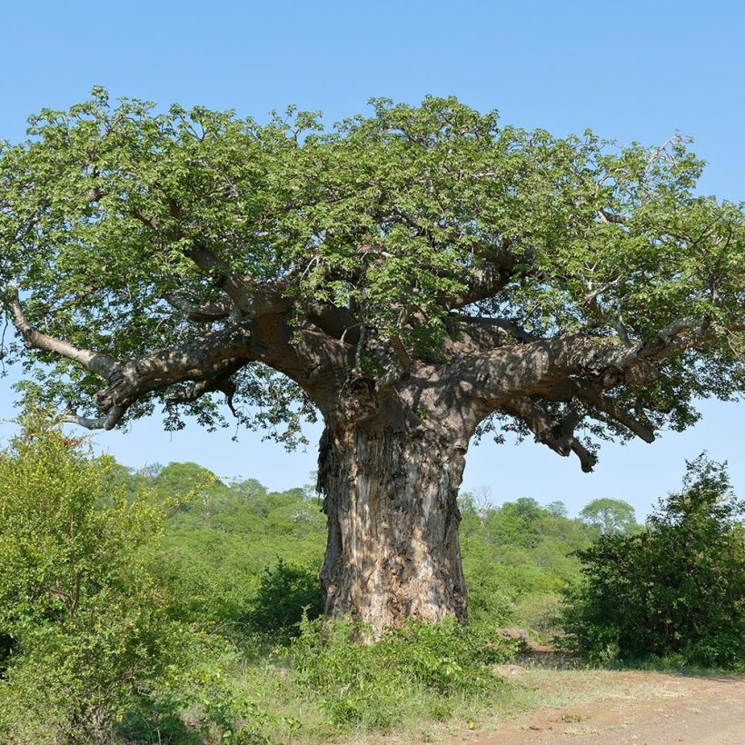 Adansonia digitata - Affenbrotbaum (Plant habit)