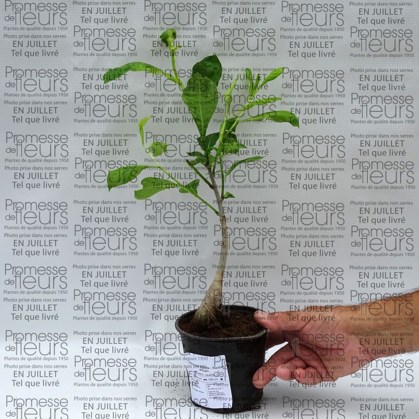 Example of Adansonia digitata - Affenbrotbaum Topf mit 20L/25L as you get in ete