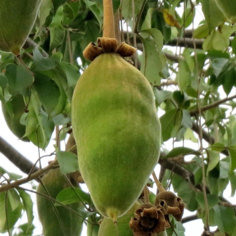 Adansonia grandidieri - Grandidiers Affenbrotbaum (Harvest)