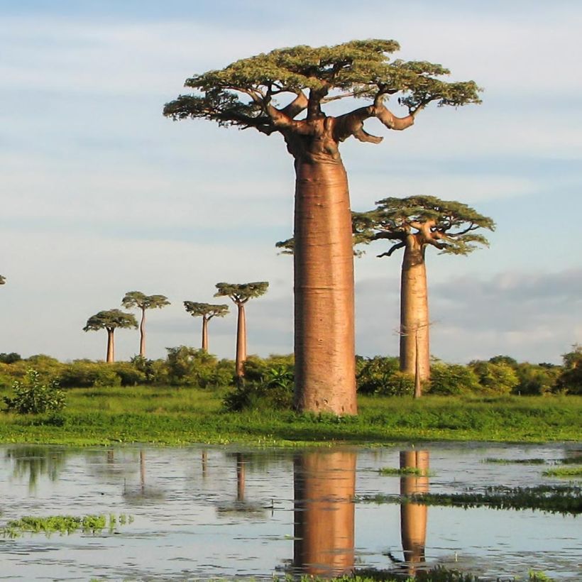 Adansonia grandidieri - Grandidiers Affenbrotbaum (Plant habit)