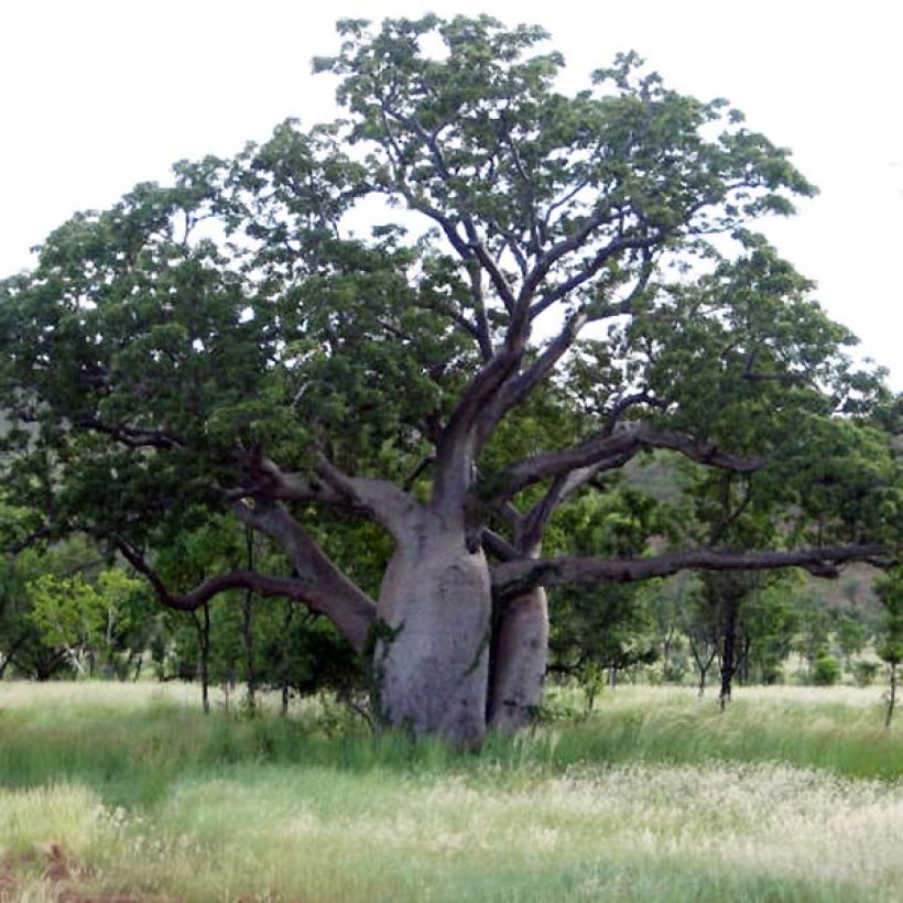 Adansonia gregorii - Australischer Affenbrotbaum (Plant habit)