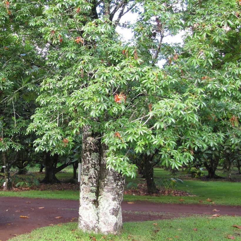 Adansonia madagascariensis - Affenbrotbaum auf Madagaskar (Plant habit)