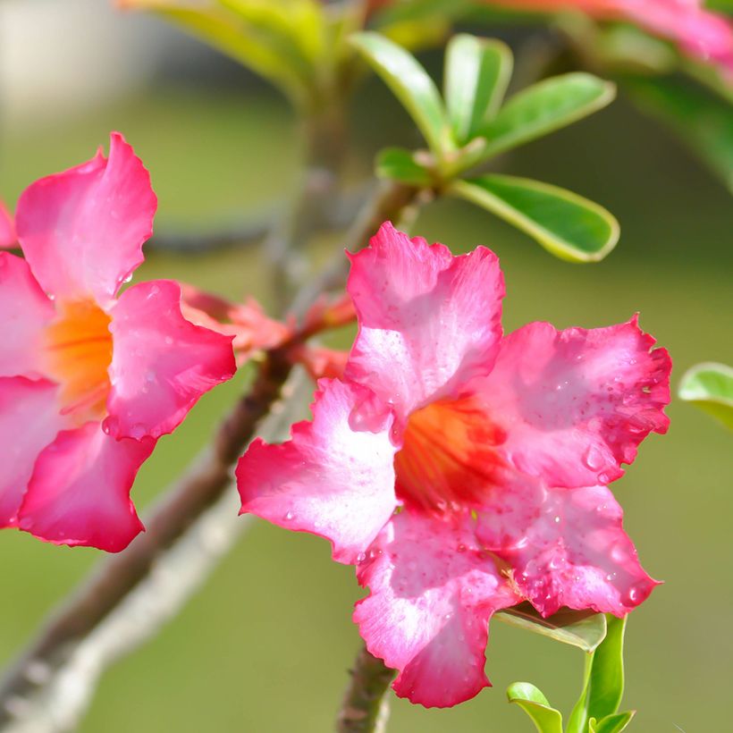 Adenium obesum - Wüstenrose (Flowering)