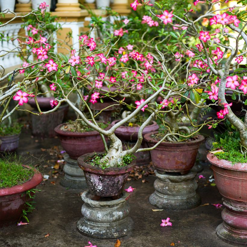 Adenium obesum - Wüstenrose (Plant habit)