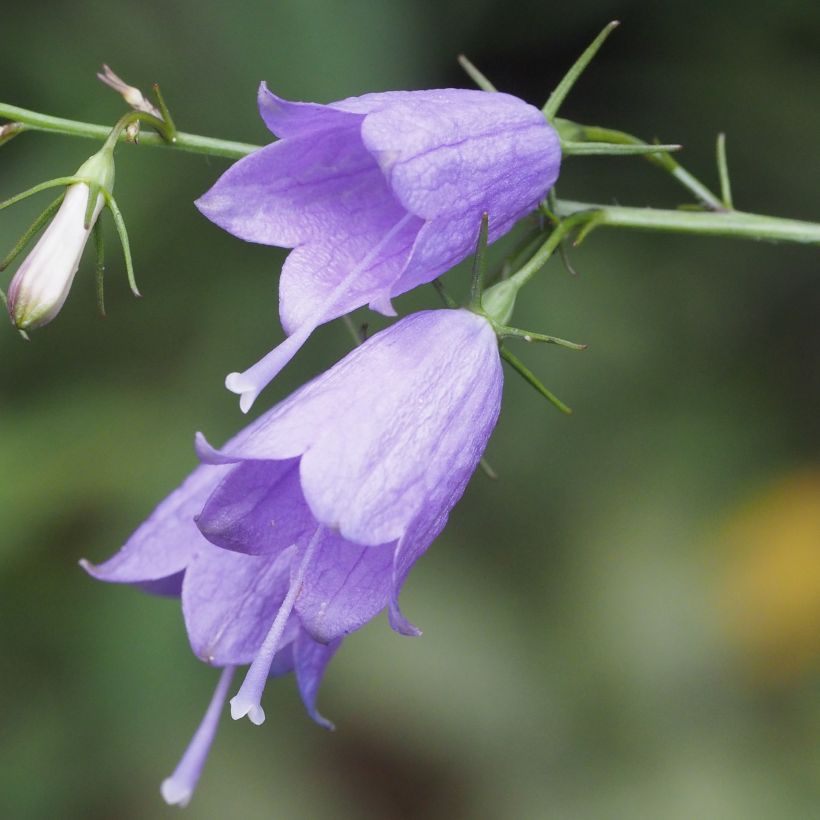 Adenophora stricta - Becherglocke (Flowering)