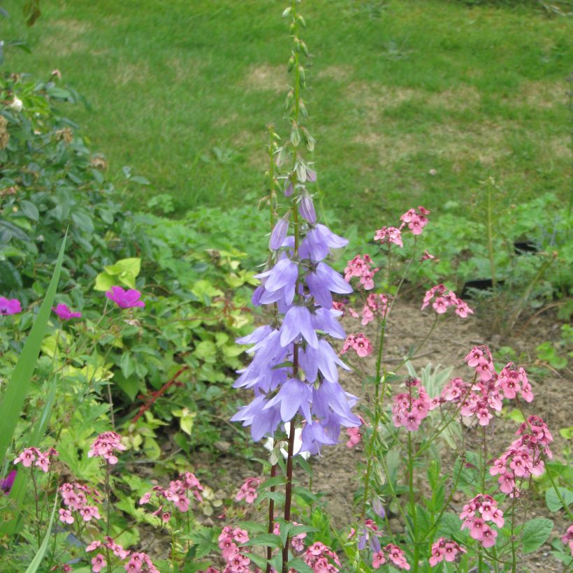Adenophora stricta - Becherglocke (Plant habit)