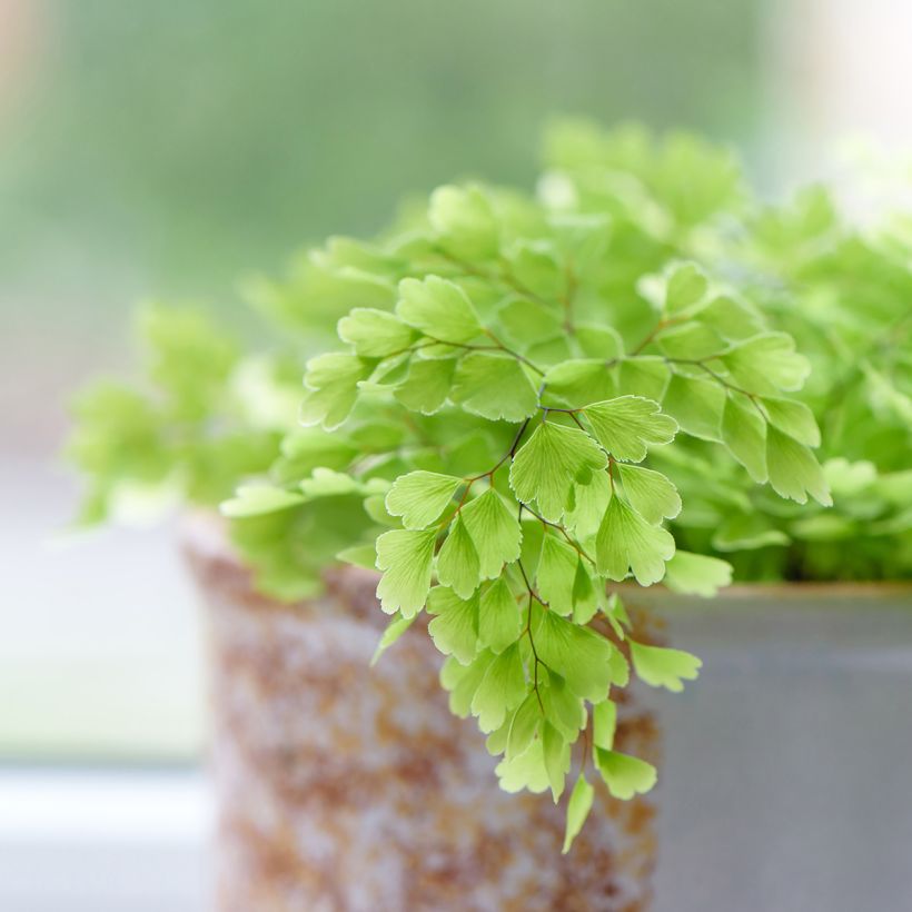 Adiantum Fritz Lüthi - Zwerg-Pfauenradfarn (Laub)