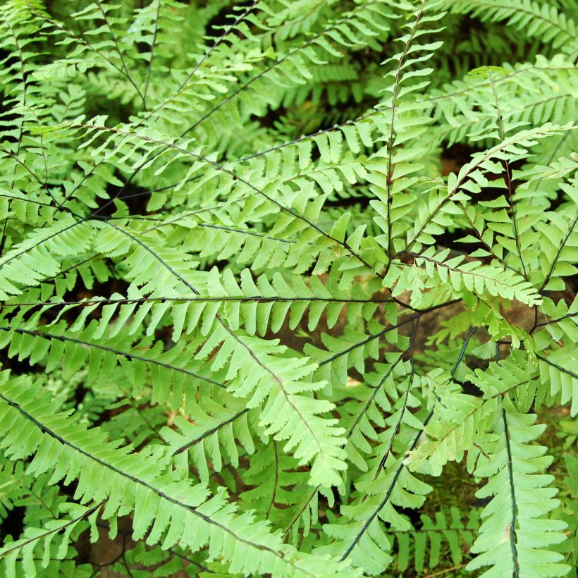 Adiantum aleuticum Imbricatum - Zwerg-Pfauenradfarn (Foliage)