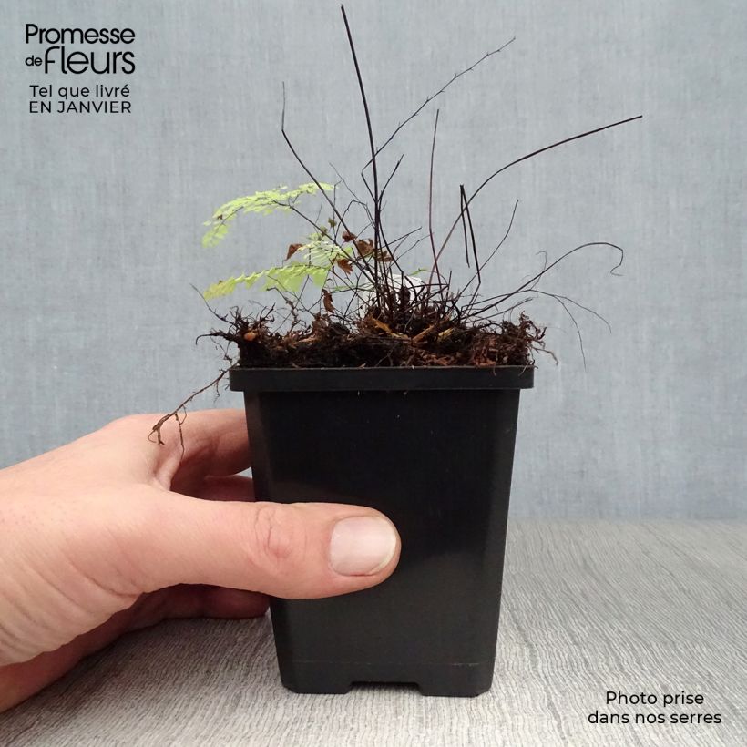 Exemplar von Adiantum aleuticum Imbricatum - Zwerg-Pfauenradfarn Kleine Töpfe von 8/9 cm wie im Winter geliefert