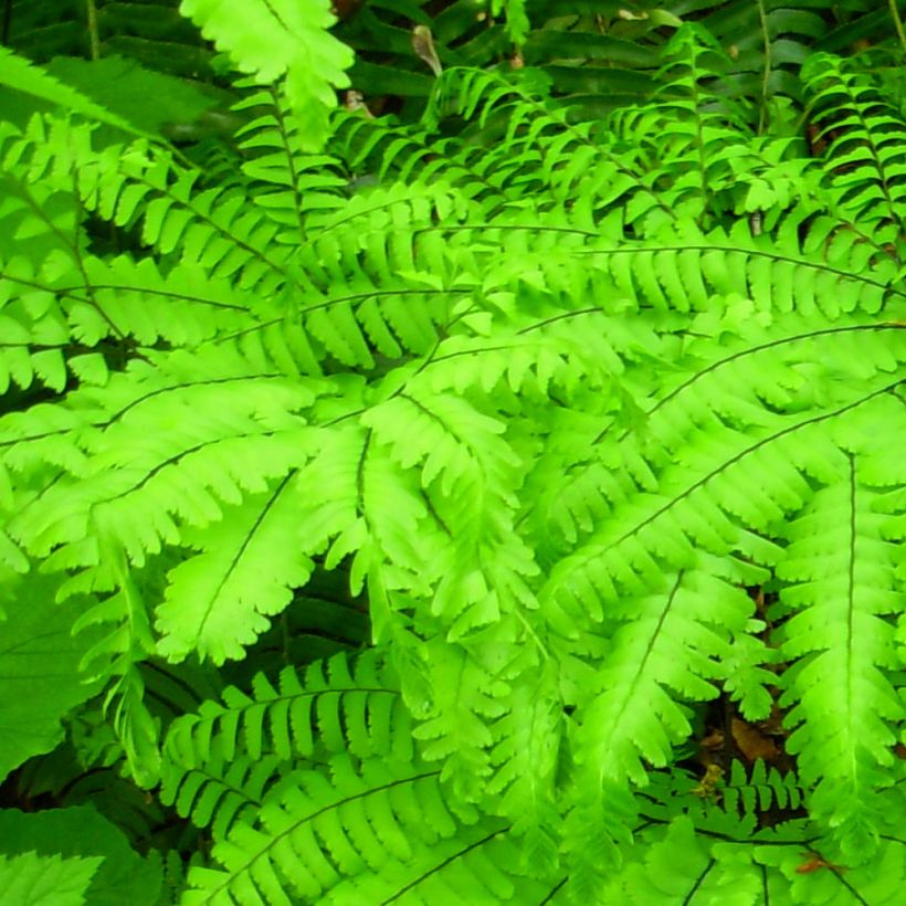 Adiantum aleuticum Miss Sharples - Zwerg-Pfauenradfarn (Foliage)