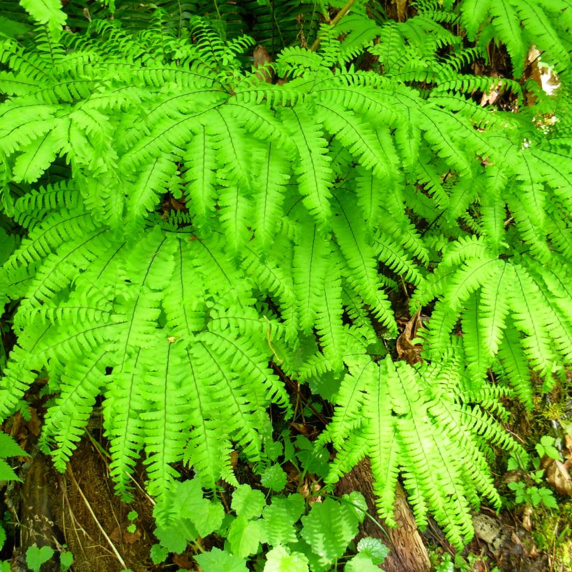 Adiantum aleuticum Miss Sharples - Zwerg-Pfauenradfarn (Plant habit)