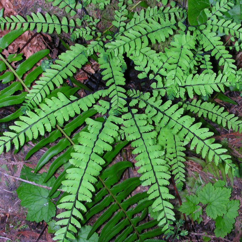 Adiantum pedatum - Hufeisenfarn (Plant habit)