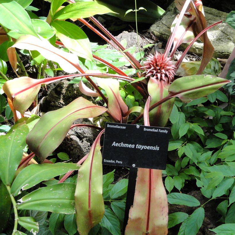 Aechmea tayoensis - Lanzenrosette (Plant habit)