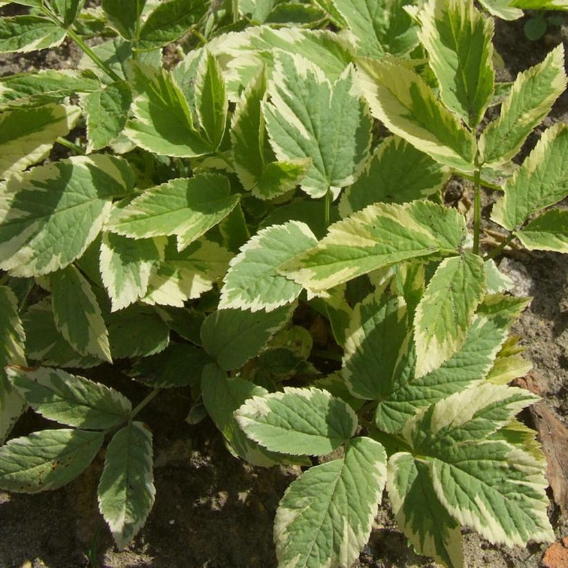 Aegopodium podagaria Variegata - Giersch (Foliage)