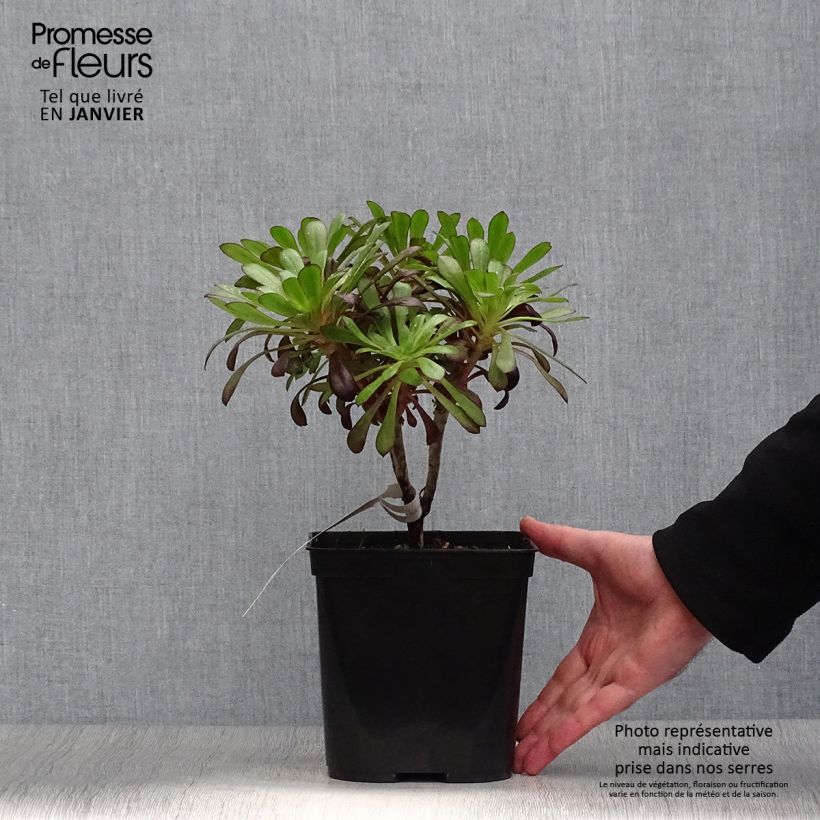Exemplar von Aeonium arboreum var. atropurpureum Schwarzkopf Topf mit 3L/4L wie im Winter geliefert