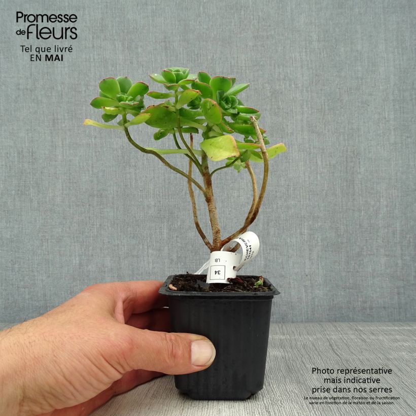 Exemplar von Aeonium haworthii Kleine Töpfe von 8/9 cm wie im Frühjahr geliefert