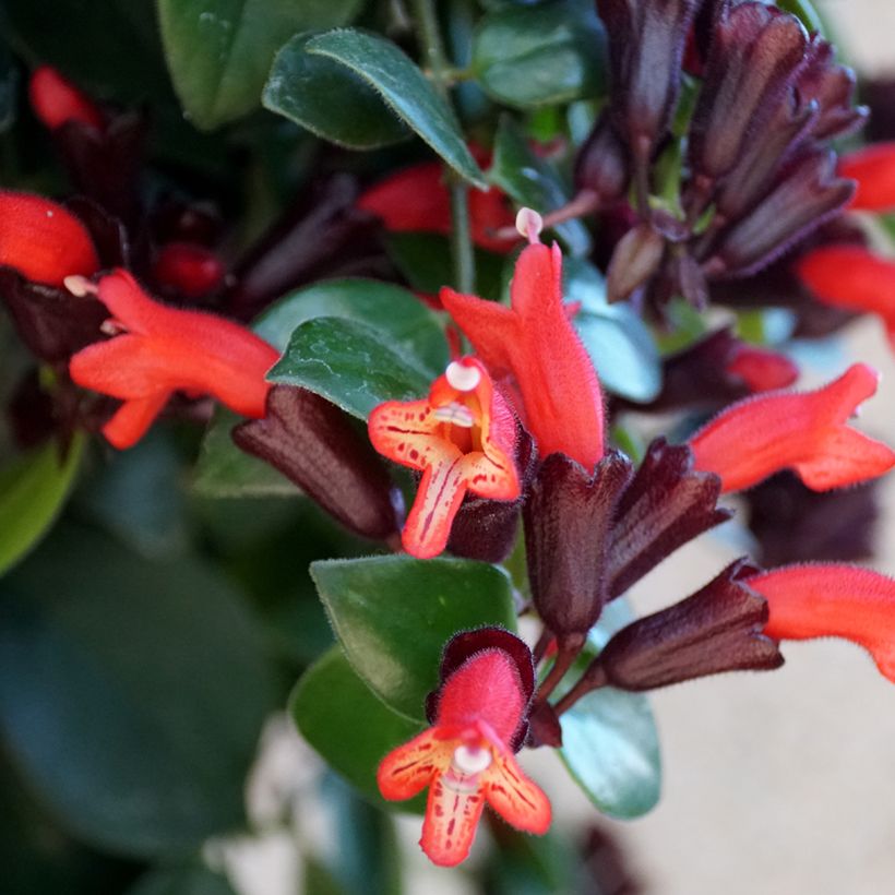 Aeschynanthus Mona Lisa - Schamblumen (Flowering)