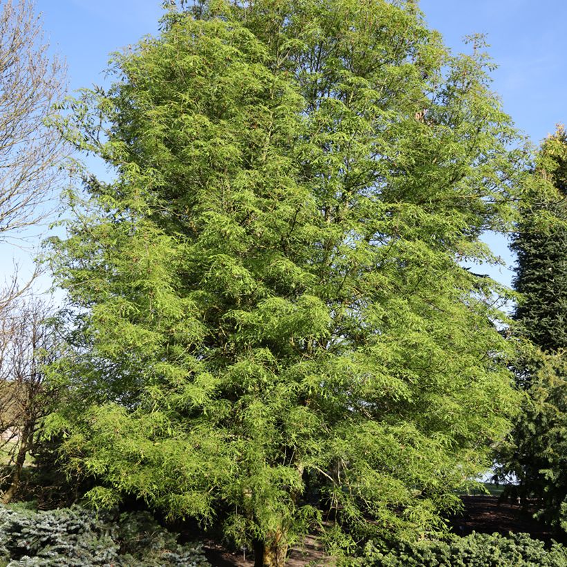 Gewöhnliche Rosskastanie Laciniata - Aesculus hippocastanum (Plant habit)