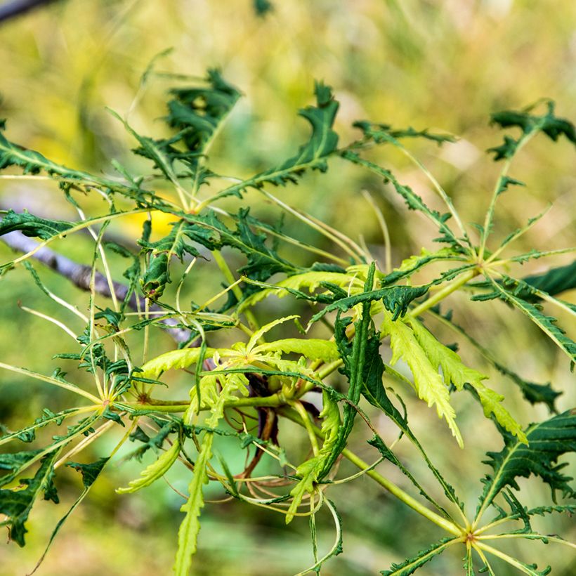 Gewöhnliche Rosskastanie Laciniata - Aesculus hippocastanum (Foliage)