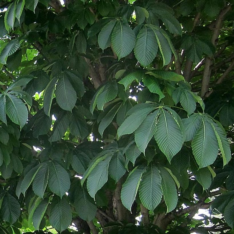 Rote Kastanie Briotii - Aesculus carnea (Foliage)