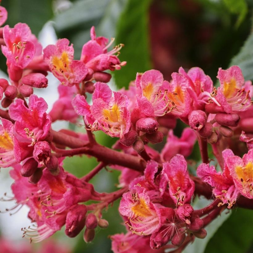 Rote Kastanie Briotii - Aesculus carnea (Flowering)