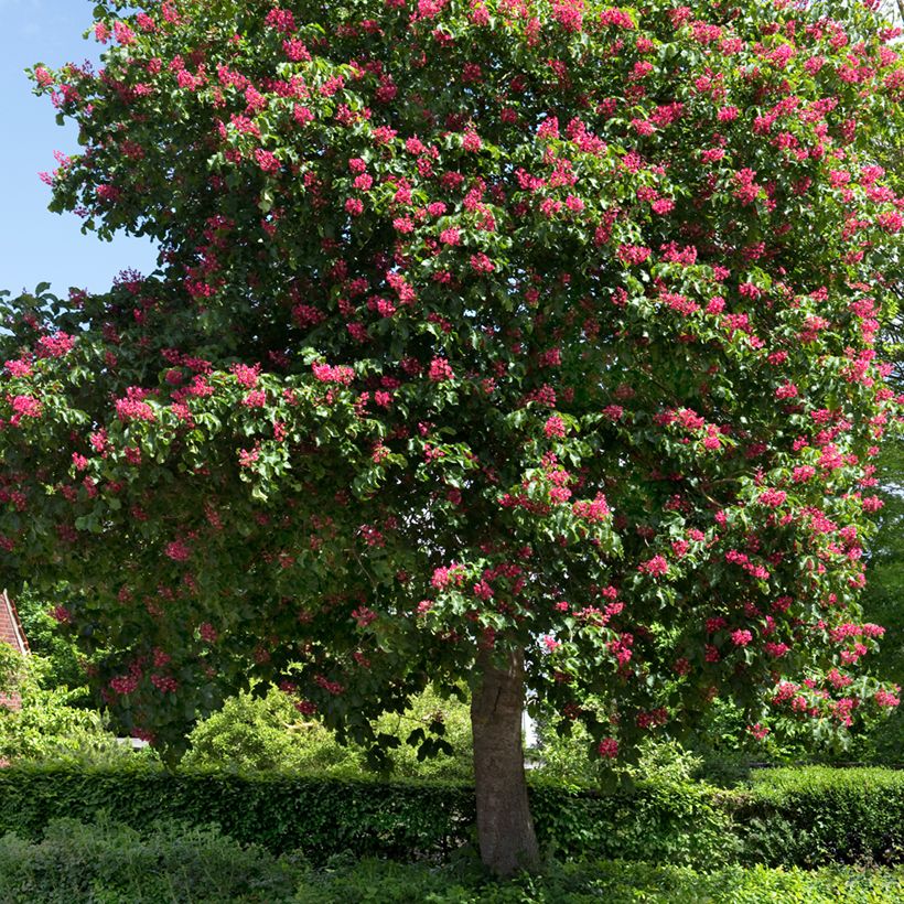 Rote Kastanie Briotii - Aesculus carnea (Plant habit)