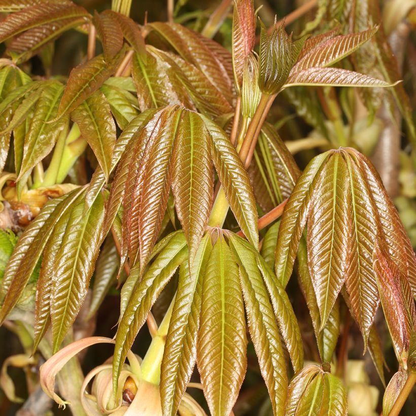 Chinesische Rosskastanie - Aesculus chinensis  (Foliage)