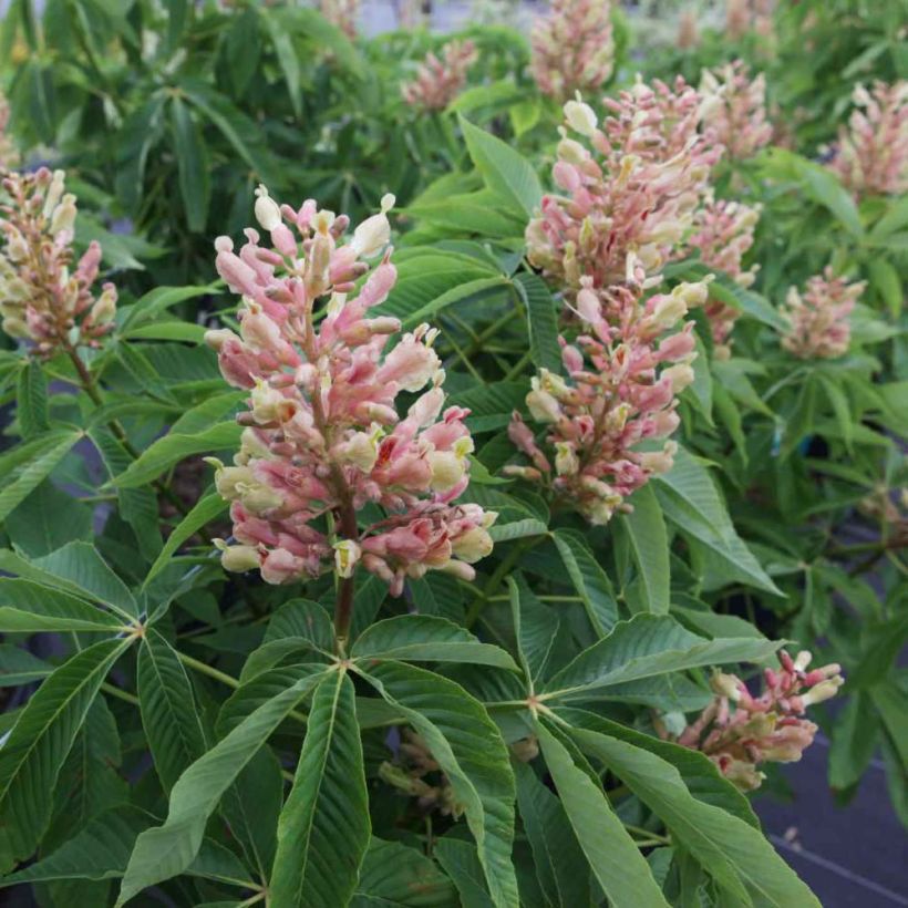 Orangeblühende Kastanie Induta - Aesculus mutabilis (Flowering)