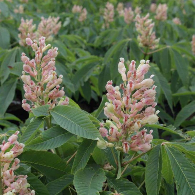 Carolina-Rosskastanie Autumn Fire - Aesculus neglecta (Flowering)