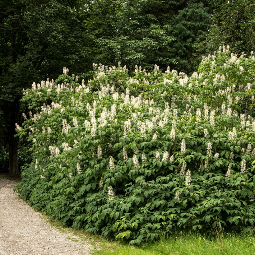 Strauchkastanie - Aesculus parviflora (Plant habit)