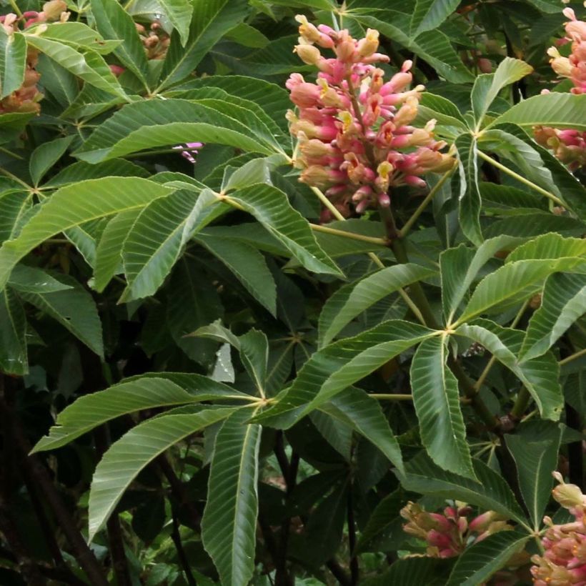 Gelbrote Pavie Koehnei - Aesculus pavia var. discolor (Foliage)