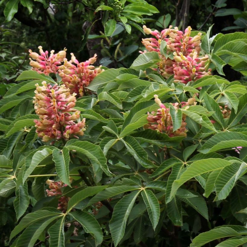 Gelbrote Pavie Koehnei - Aesculus pavia var. discolor (Flowering)