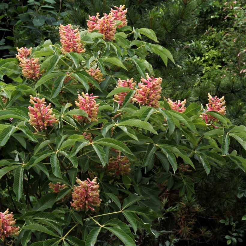 Gelbrote Pavie Koehnei - Aesculus pavia var. discolor (Plant habit)