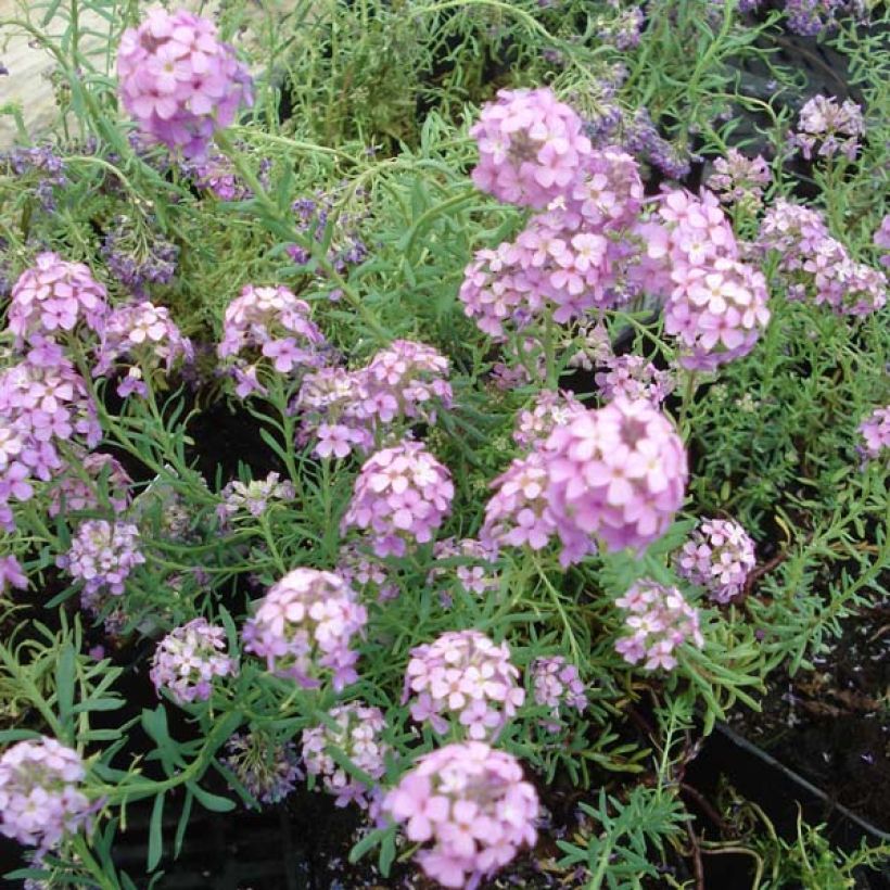 Aethionema armenum Warley Ruber - Steintäschel (Plant habit)