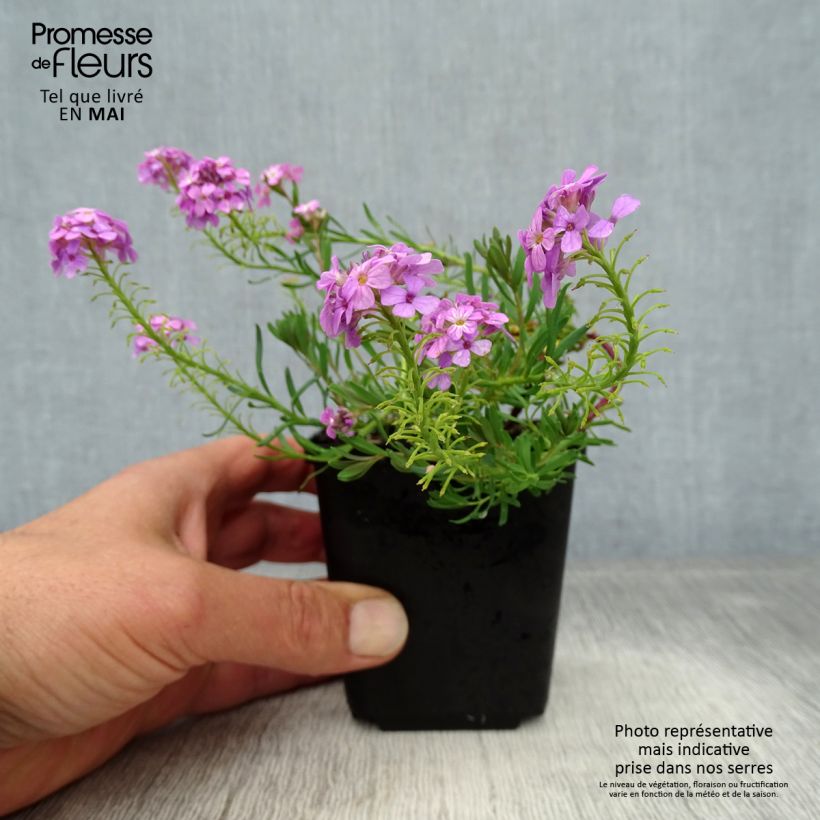 Exemplar von Aethionema armenum Warley Ruber - Steintäschel Kleine Töpfe von 8/9 cm wie im Frühjahr geliefert