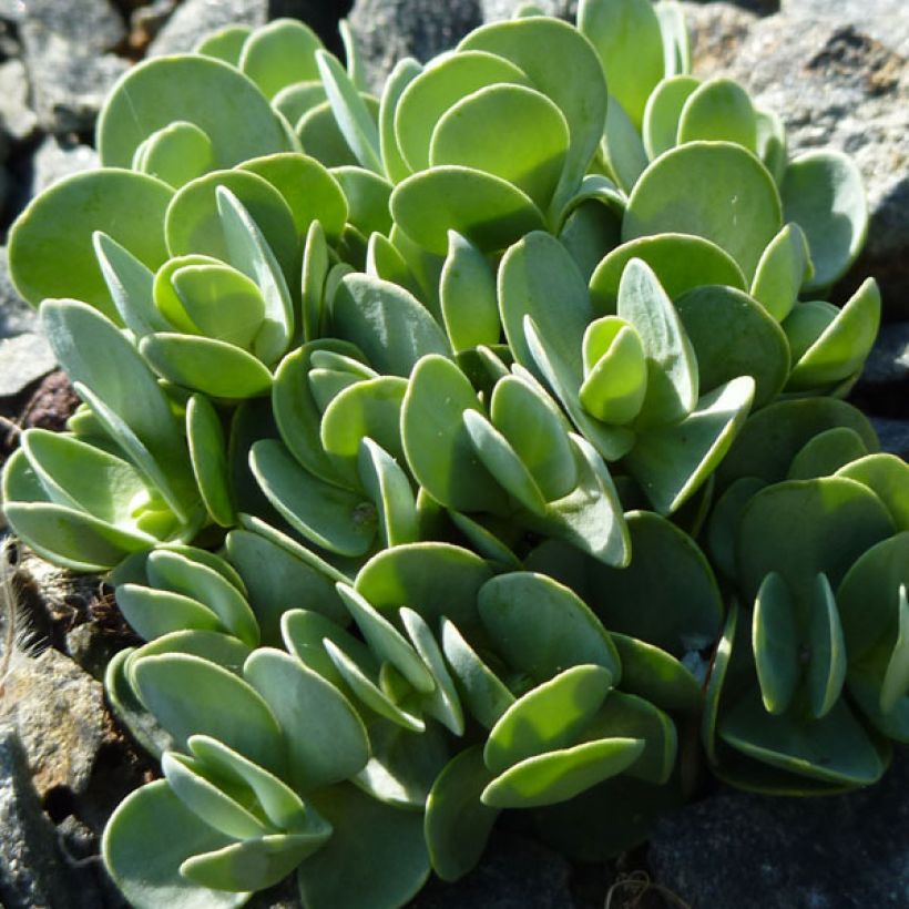 Aethionema oppositifolium - Gegenständigblättriges Steintäschel (Foliage)