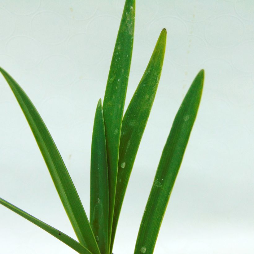 Agapanthus Back in Black - Schmucklilie (Foliage)