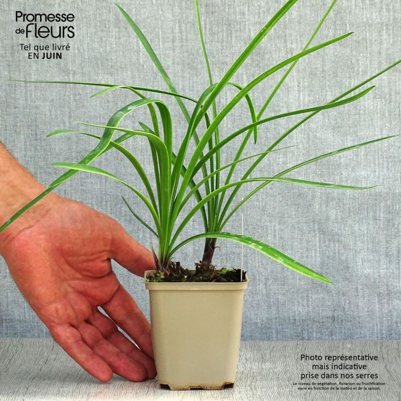 Example of Agapanthus Back in Black - Schmucklilie Kleine Töpfe von 8/9 cm as you get in ete