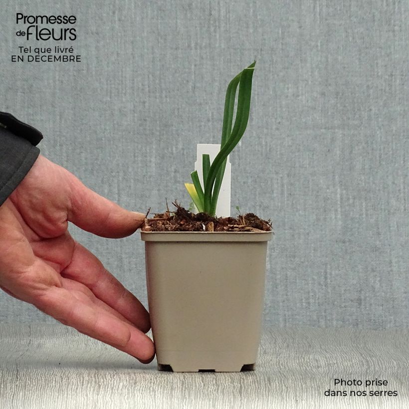 Exemplar von Agapanthus Back in Black - Schmucklilie Kleine Töpfe von 8/9 cm wie im Winter geliefert