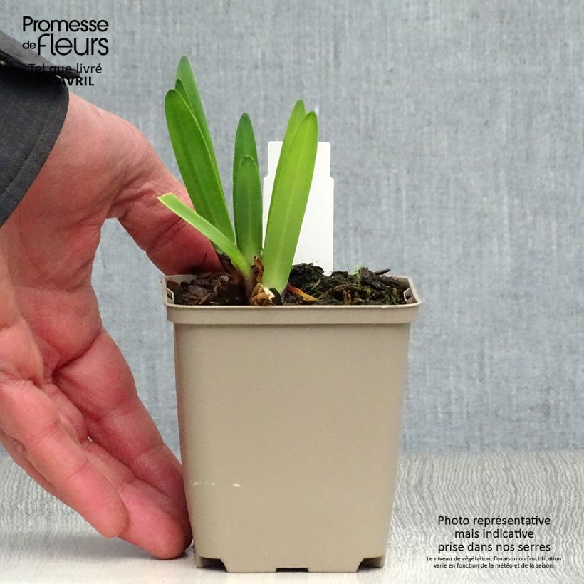 Exemplar von Agapanthus Back in Black - Schmucklilie Kleine Töpfe von 8/9 cm wie im Frühjahr geliefert