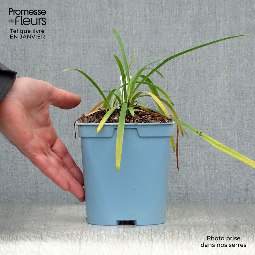 Example of Agapanthus Black Buddhist - Schmucklilie Topf mit 2L/3L as you get in hiver